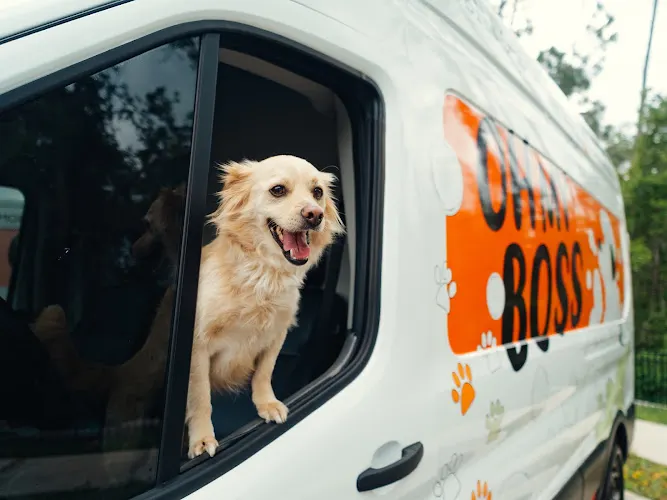Oh My Boss Mobile Grooming in Windermere, FL