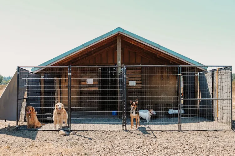 Adamson Acres Doggy Daycare & Boarding - Image 1