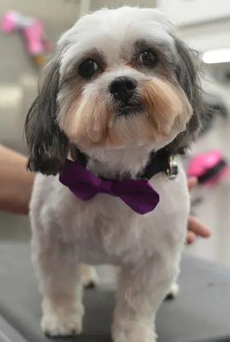 Groom n Dogs Mobile Dog Grooming - Image 1