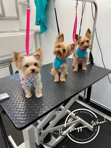 The Waggin’ Wheel - Mobile Pet Grooming - Image 1