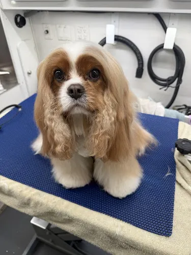 Abby’s Mobile Dog grooming - Image 1