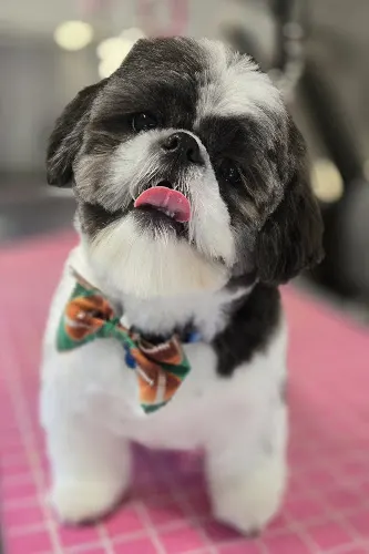 Fluffin Around Mobile Dog Grooming - Image 1