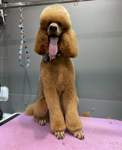 Dog Savvy Mobile Grooming Inc - Image 1