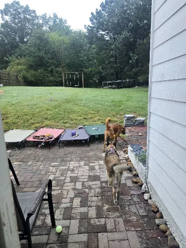 TELSTAILS PETSITTING LLC in Atlanta, GA