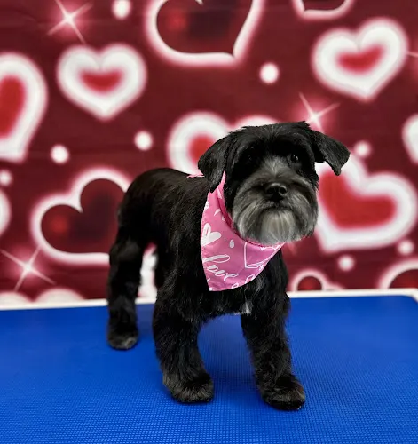 Glam Pets By Andrea LLC - Image 1