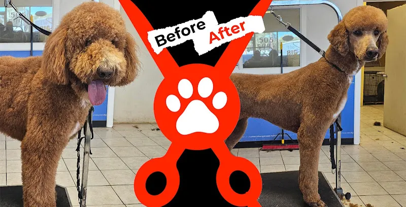 Alpha Dog Grooming Los Lunas - Image 1
