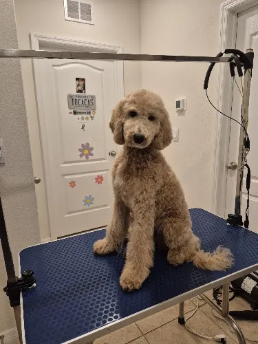 Maustidytails Grooming for Dogs Peluqueria Canina - Image 1