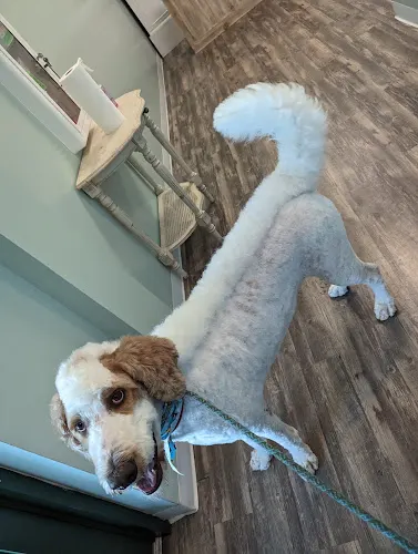 Snooty Pooch Grooming Spa - Image 1