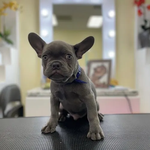 Liah's Pet Grooming Spa - Image 1