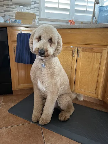 Flawless Dogs Mobile Salon - Image 1
