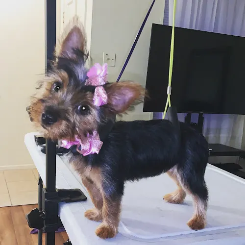 Glamour Girl Grooming LLC in Laplace, LA