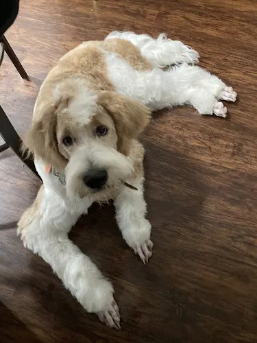 Guntersville Pet Grooming in Guntersville, AL