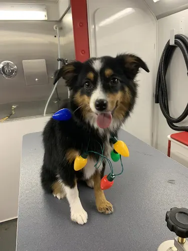 Canine Chic Mobile Pet Grooming - Image 1