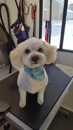 Little Mobile Grooming Shop - Image 1
