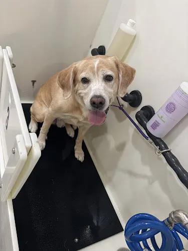 Stinky Dawg - Self-Serve Dog Wash & Professional Grooming - Image 1