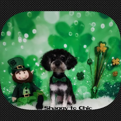 SHAGGY TO CHIC GROOMING - Image 1