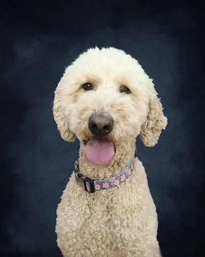 Messy Nessy's Pet Grooming - Image 1