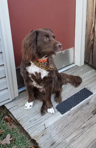 Jayla's Bark and Bubbles - Image 1