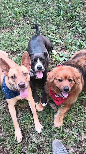 Woofiephoofer's Grooming and Training - Image 1