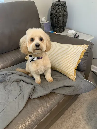 Melissa's dog grooming - Image 1