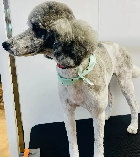 Muddy Pup Grooming - Image 1