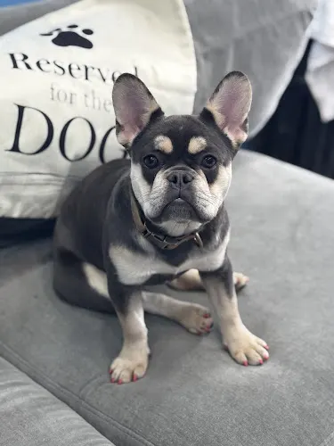 Rudy’s grooming lounge - Image 1