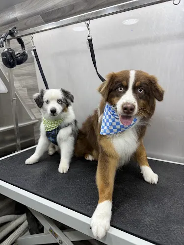 Petstar Mobile Grooming - Image 1