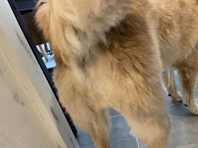 Plush Poodle - Image 1