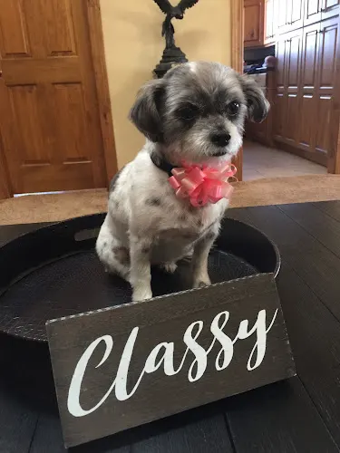 Happy Tails Pet Salon - Image 1