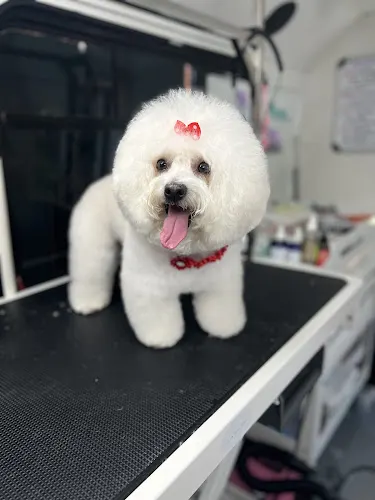 Ohh La La Paws, Mobile - Image 1