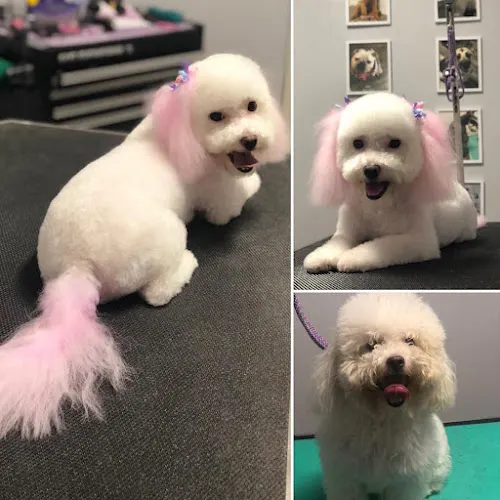 Chic Tails Pet Boutique & Spa, LLC - Image 1