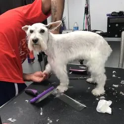 "Pampered Paws" - mobile pet grooming- San Diego ca 92120 - Image 1