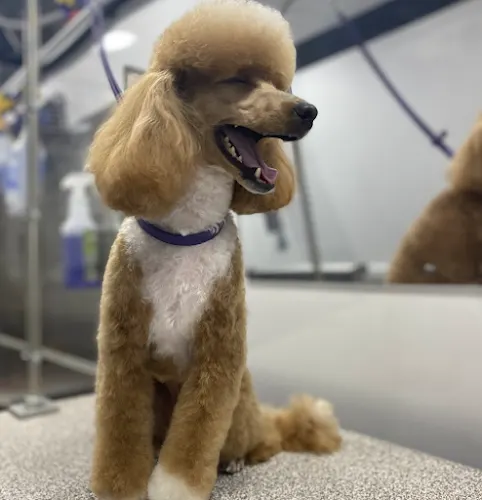 Groombar Mobile Pet Grooming | El Dorado Hills - Image 1