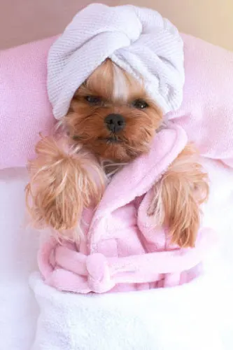 Kimberly's Boujie Pet Salon - Image 1