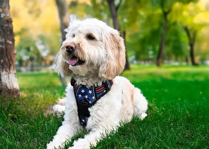 Elite Paws Pet Services and Grooming - Image 1