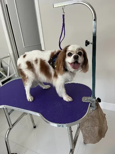 Magical Transfurmations In Home Dog Grooming in Royal Palm Beach, FL