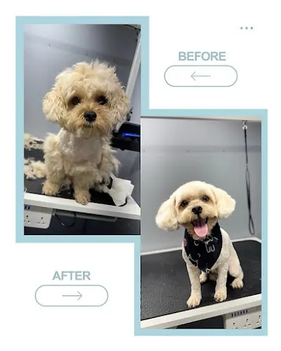 Pawfect Spa Mobile Pet Grooming - Image 1