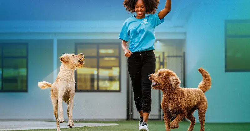 Pet Paradise Apollo Beach - Image 1