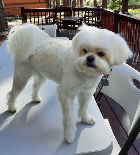 The Corded Groomer in South Lake Tahoe, CA