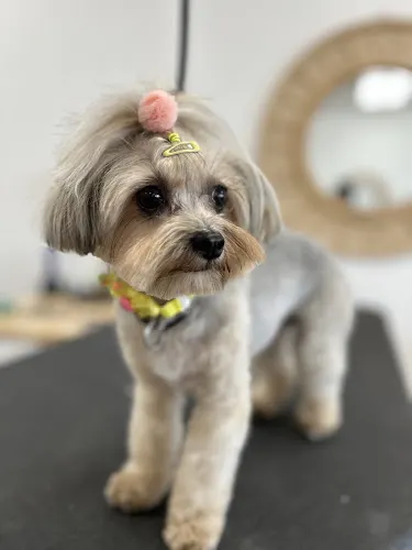 Barking Beauties Dog Grooming - Image 1