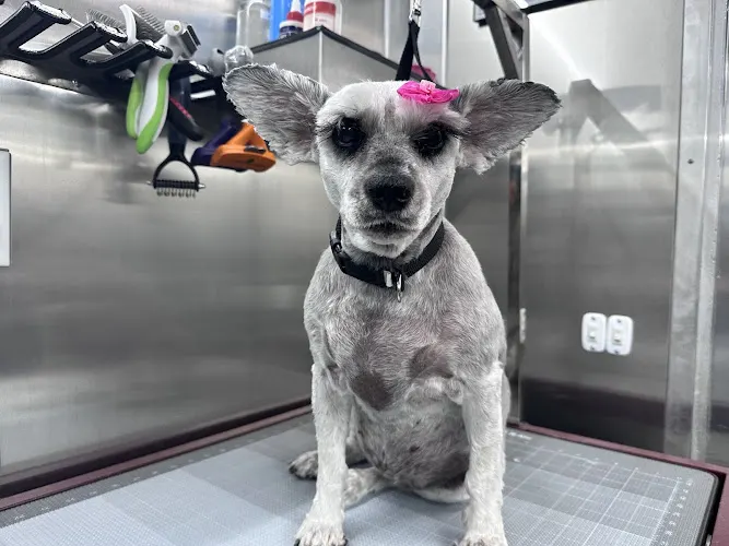 Twin Falls Mobile Pet Grooming - Image 1