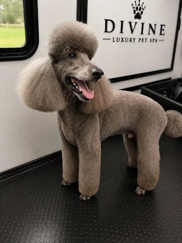 Divine Dogs Mobile Pet Grooming - Image 1