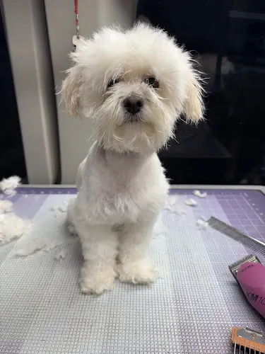 Me, My Dog & I | Grooming on Wheels - Image 1