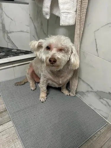 Art's Grooming & Pet Supplies - Image 1