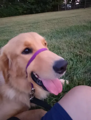 Pawsitively Professionals - Image 1