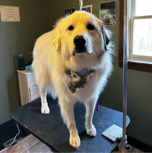 Wiggles & Wags Pet Grooming - Image 1