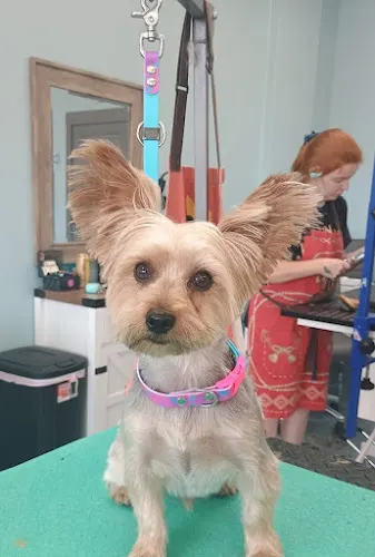 Up to Snuff Pet Grooming - Image 1