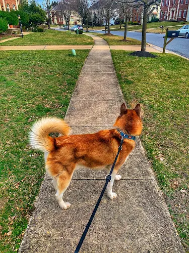 Truly Pawesome - A Dog Walking and Pet Sitting Company - Image 1