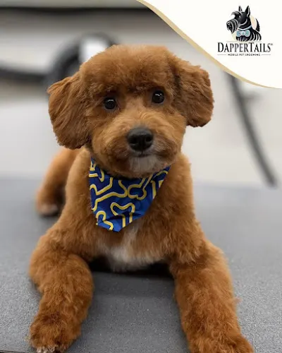 DapperTails Mobile Pet Grooming of Charlotte - Image 1