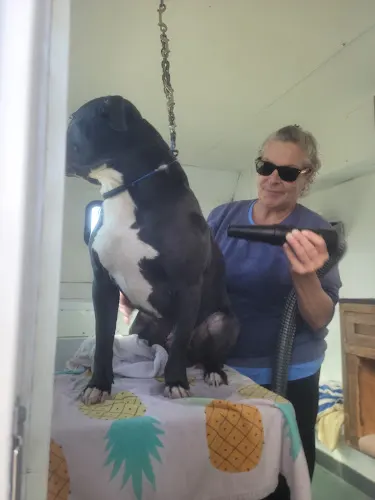 all breed mobile pet grooming by ladon - Image 1
